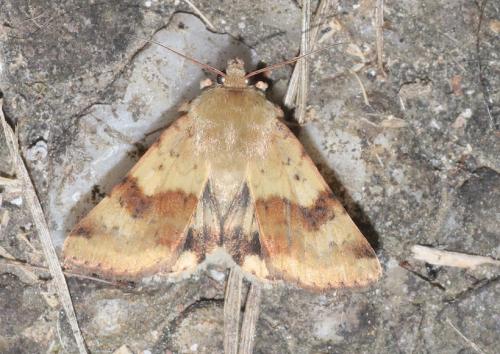 Réf. 308 268 : Heliothis viriplaca